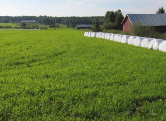 3.Yhteistyö - Aluetaso Lähiseudulla yhteistyötiloja n 250 ha, joilta korjataan rehu pystyyn ja lanta viedään