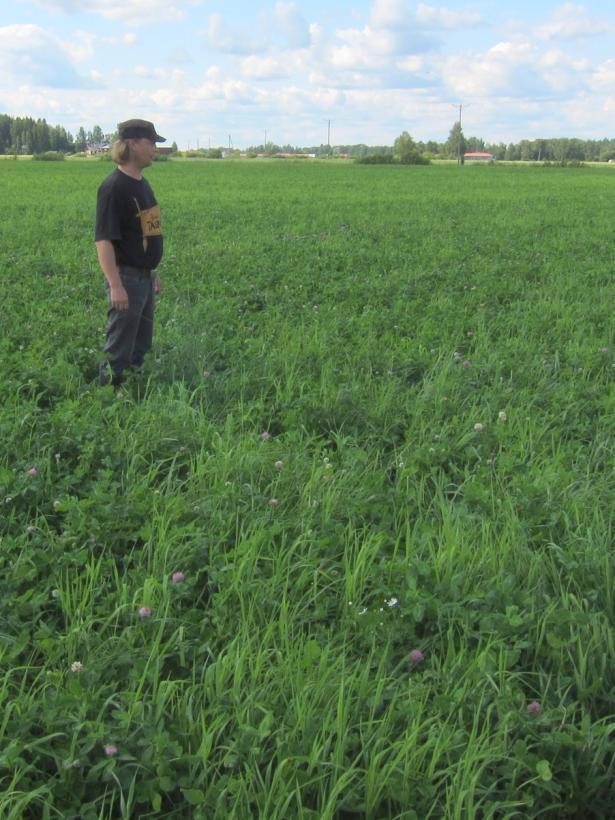 Apilanurmet 1/2 Siemenseos Puna-apila Ruokonata Englannin raiheinä 2 satovuotta