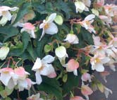 säänkestävä maisemabegonia