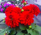 Bicolor Red