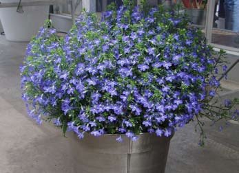 ruukkuviljelyyn Lilac White