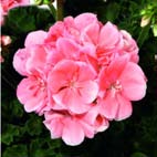 Paloma