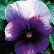 VIOLA