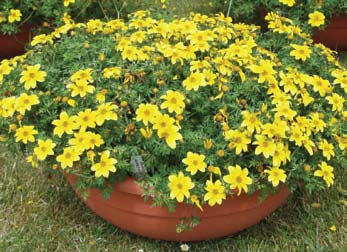 Bidens