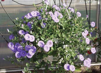 Campanula