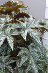 Hedera, Eva Hedera,