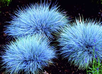 Nassella