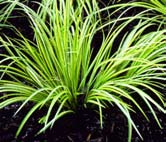 Calamagrostis