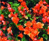 pienikukkaiset Multiflora lajikkeet