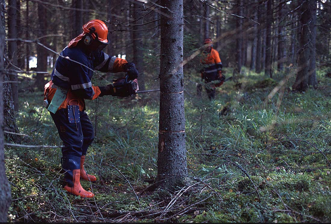 Tehokas ja nopea keino lahoavan pystypuun tuottamiseen metsässä on kaulata runkoja pystyyn.