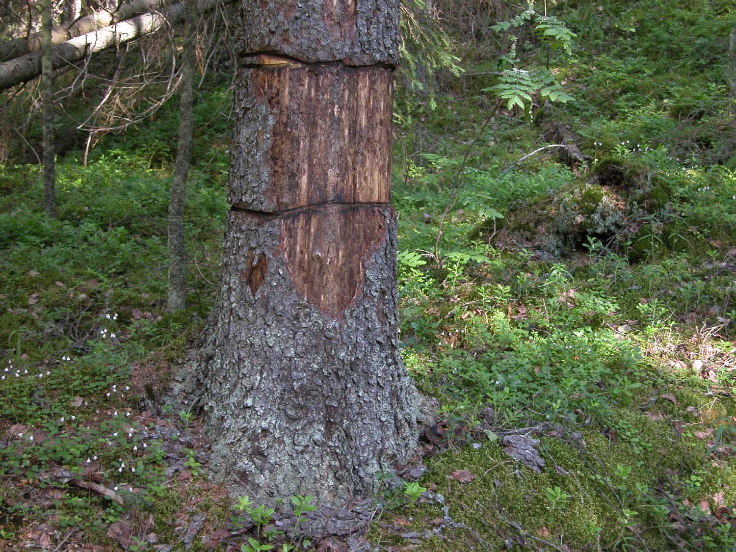 Työn tulokset näkyvät kuusella jo seuraavana vuonna.