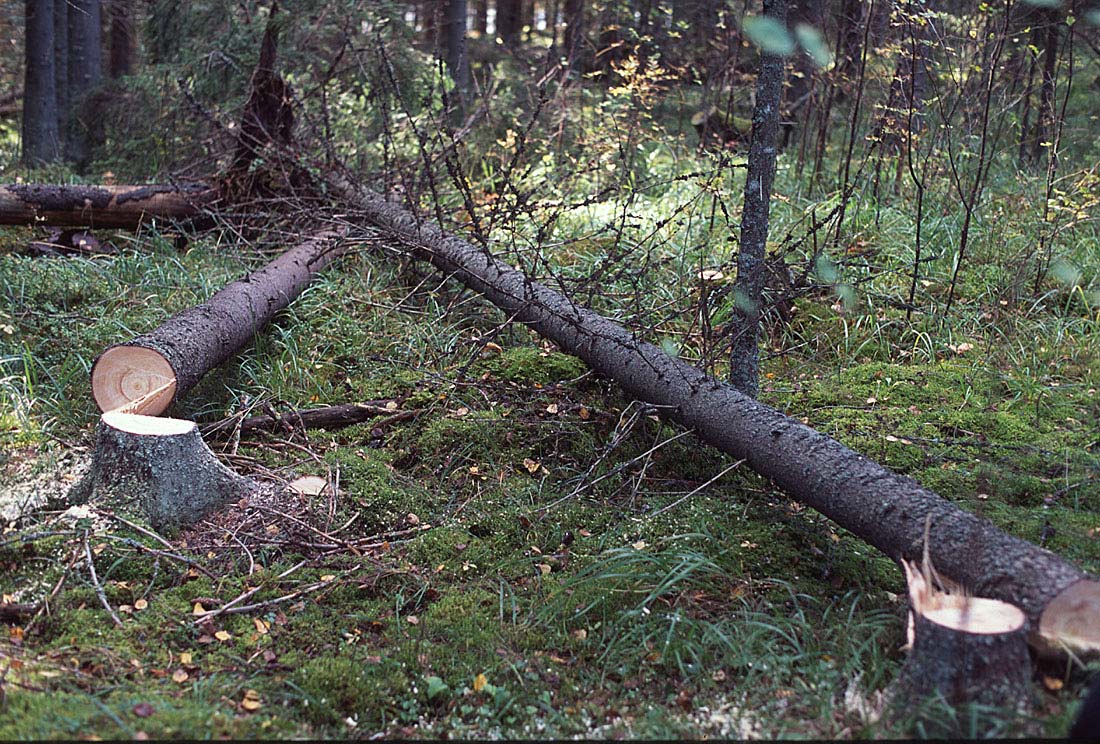 Puita kaadettiin ja kaulattiin ryhminä pyrkien