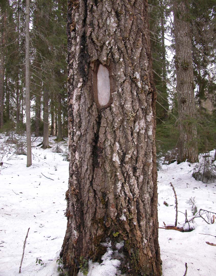 Haapa on joskus leimattu poistet- tavaksi kuitupuuksi,