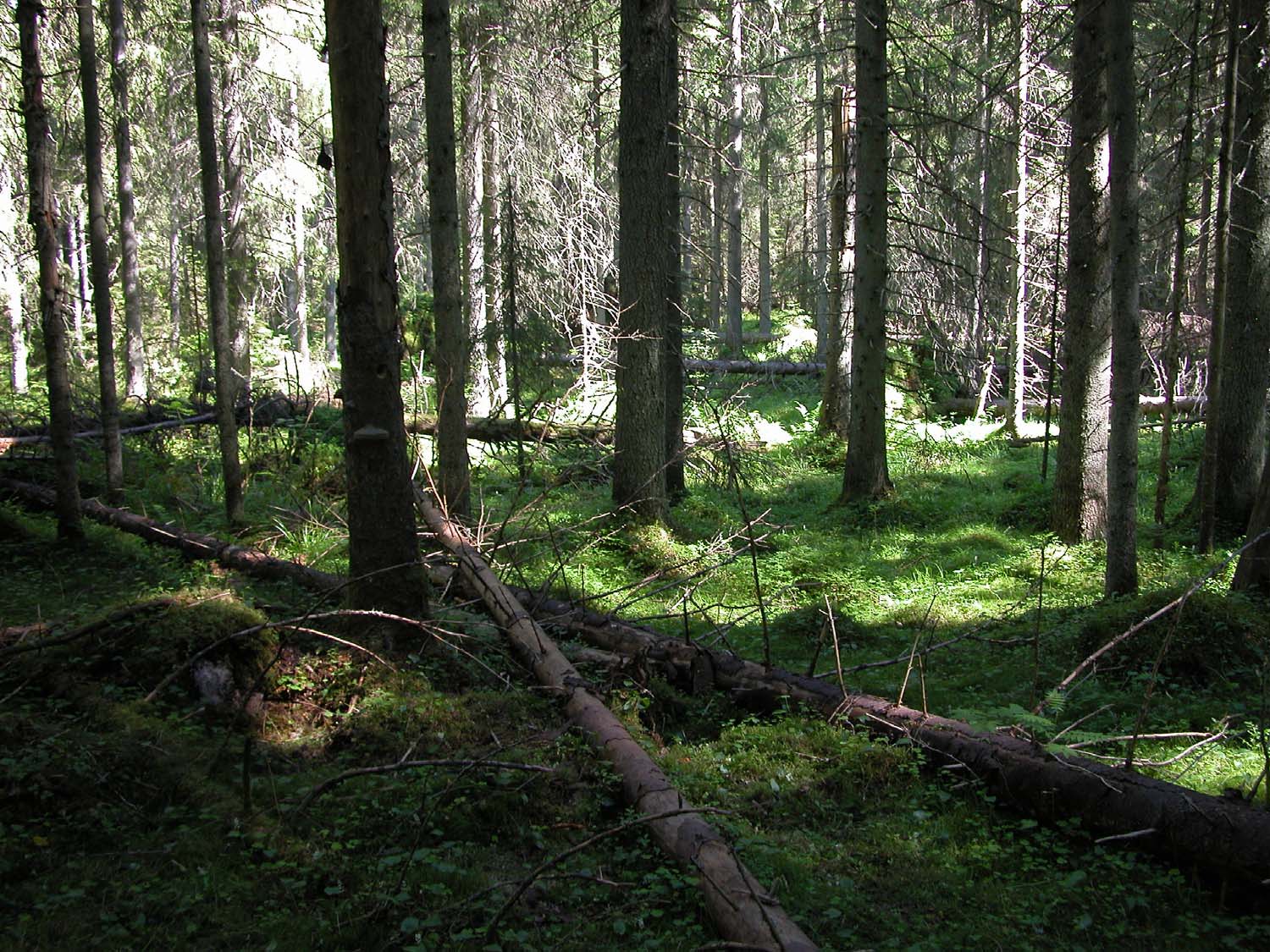 Pohjantikka on yksi niistä vaateliaista lajeista,