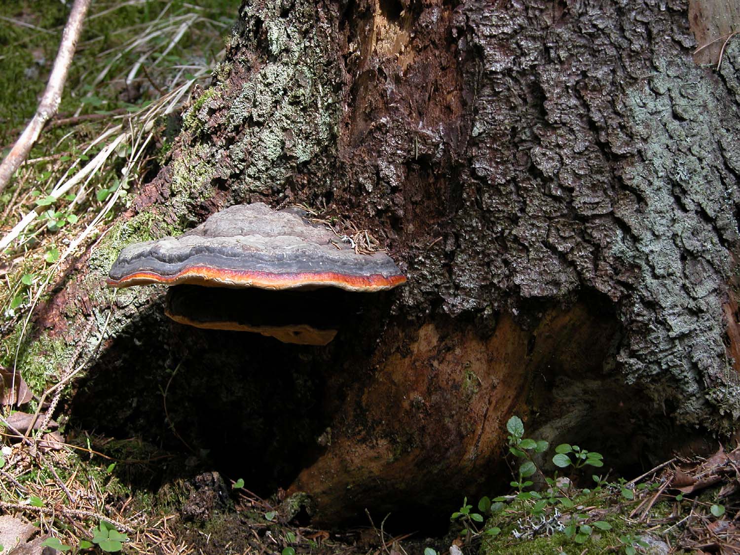 Lukuisa joukko kääpiä asustaa lahoavalla puulla.