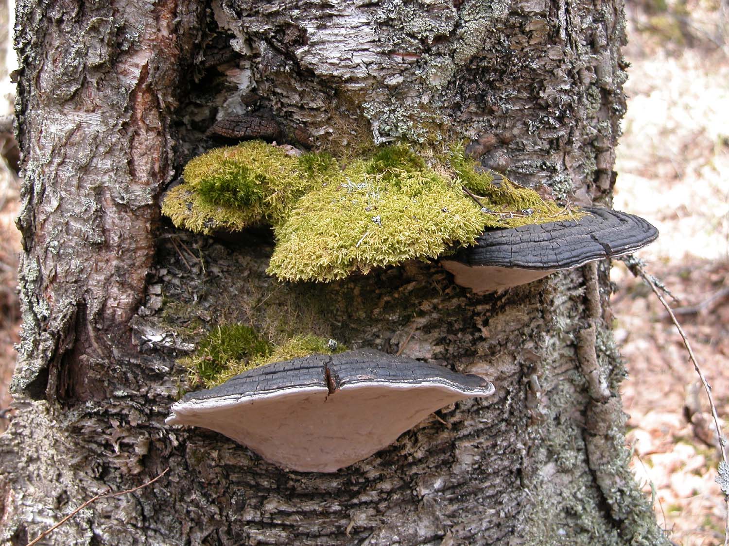 Arinakääpä on yksi laholla lehtipuulla viihtyvä laji.