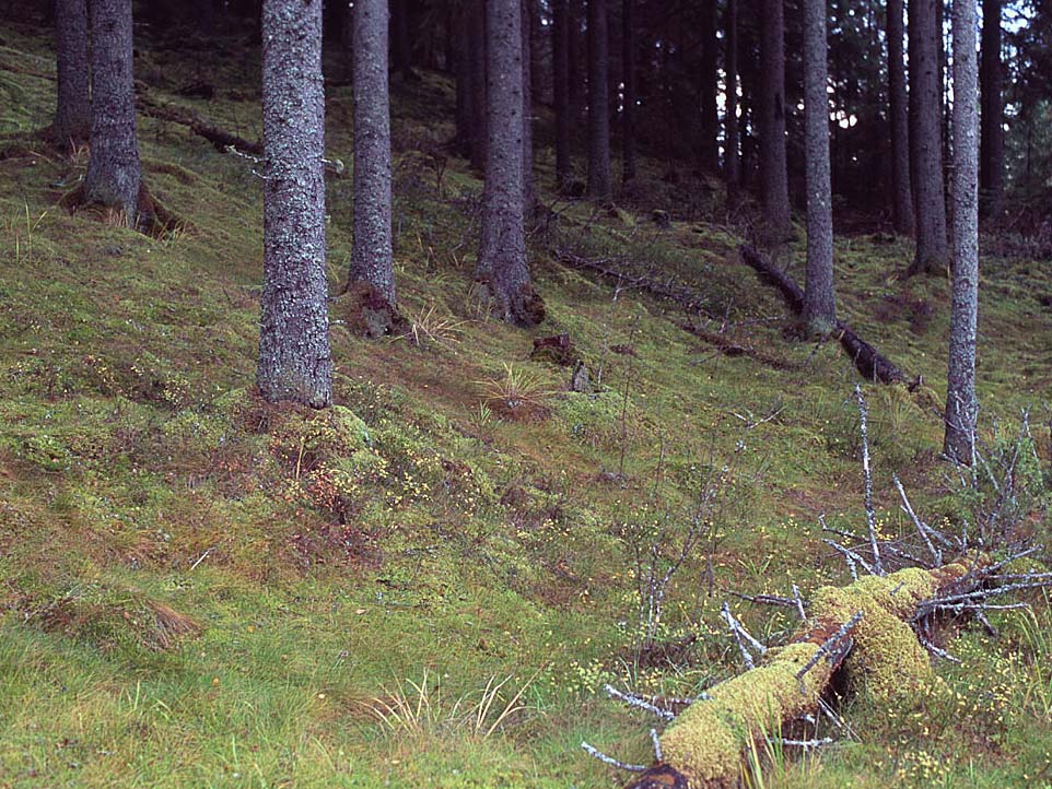 Lahoavat maapuut saavat aikaa myöten sammalpeitteen päällensä ja puusta muodostuu