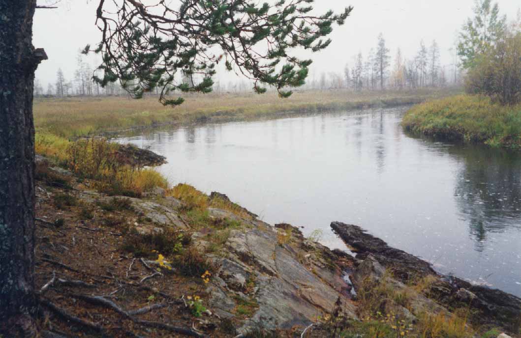 miljoonaa yksilöä, joista yli 90 % elää Lapin läänin alueella. Uusia kantoja löytyy enää pääasiassa vain pienistä joista ja puroista, kuten Siika- Juujoesta vuonna 1998 (Kemijärvi).