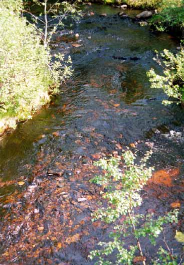 Kuva 32. Luonnontilainen puro Pudasjärvellä (IV). Kuva 33.