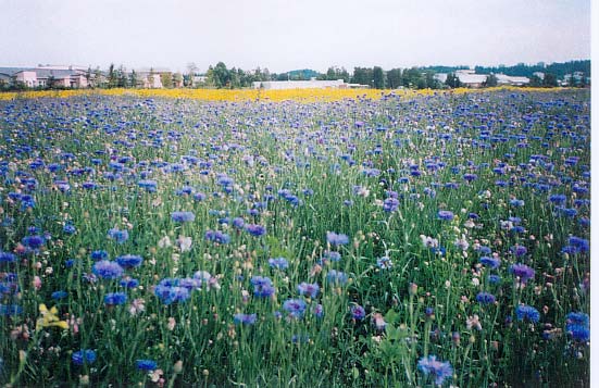 Tällä hetkellä alueen sisällä ei voi liikkua juuri muualla kuin Perhepuistossa ja kahta hiekkapintaista kevyenliikenteenväylää pitkin.