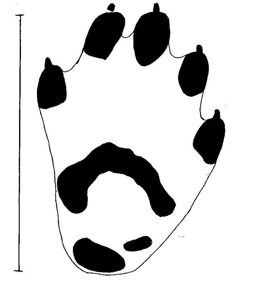 AHMA Käpälän jälki - viisi varvasta (sudella, ilveksellä ja koiralla neljä); sisin varvas ei aina näy - keskianturan lisäksi jäljessä näkyy kaksi pientä ranneanturaa - iso jälki eläimen kokoon nähden