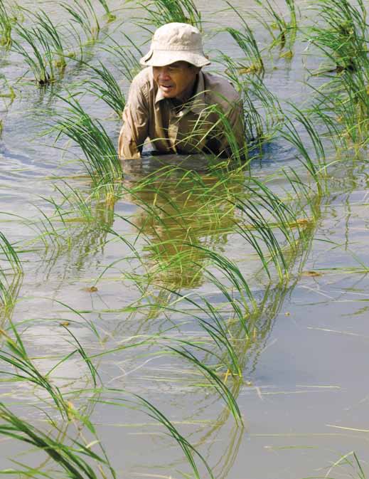 (vasemmalla) Mekongin suisto on Vietnamin riisiaitta ja tärkein katkarapujen kasvatusalue. Riisinviljelijöiden ja katkaravun kasvattajien välille syntyy usein kiistaa vedenkäytöstä.