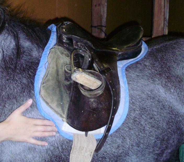 8 Suitset säädetään ja sovitetaan poski-, turpa- ja leukahihnoilla jokaiselle hevoselle erikseen.