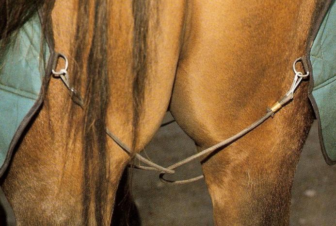 11 Loimi asetetaan hevosen selkään suurin piirtein sään kohdalta. Loimi levitetään hevosen selkään ja kaulan alle tuleva solki kiinnitetään.
