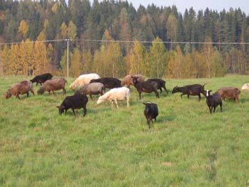 Vähäisen tuotoksensa takia syrjäytyneillä maatiaisilla on kuitenkin geneettisiä, kulttuurisia, historiallisia ja taloudellisiakin ominaisuuksia, joiden vuoksi niiden halutaan säilyvän.