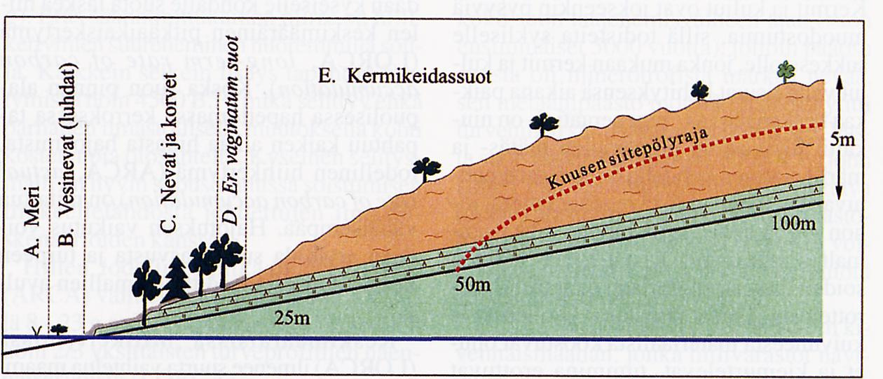 Suokasvillisuuden vyöhykkeet Euroopassa Jari Oksanen (Oulun yliopisto) Biogeo: KAMA 2012 29 / 44 Keidas ja aapa Jari Oksanen (Oulun