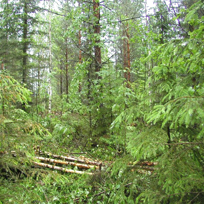 Tuotteistamisen tuskaa tuskaa Tuotteistamisen Metsäosaamisen vienti vienti