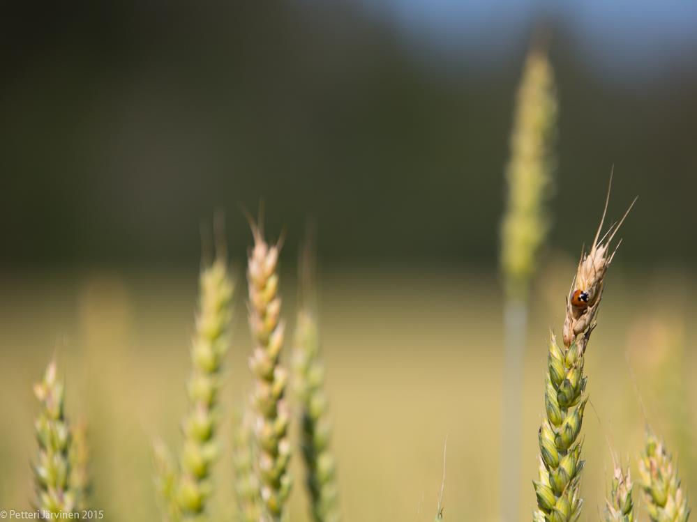 Mukavuus * turvallisuus = vakio Rutiinit ovat hyvä ja huono asia kehitä hyviä rutiineja, pyri eroon huonoista