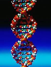 DNA = perinnöllisyyttä välittävä yhdiste, deoksiribonukleiinihappo tunnistetaan