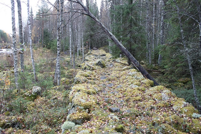 Kuva: (Kalliokoski) Muinainen uittorännin suoja-aita, joka on estänyt puita karkaamasta uomasta. Nykyinen joki näkyy purona vasemmalla.