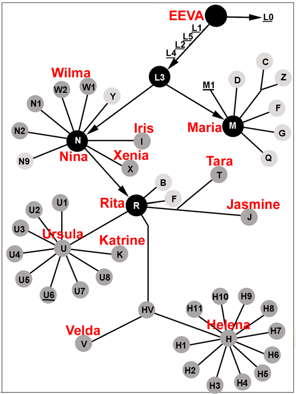 Kuva 25-MSOT. Maailman naisklaanien (oikeastaan mitokondriaalisten haploryhmien) syntyä ja keskinäisiä sukulaisuuksia kuvaava (vahvasti yksinkertaistettu) verkko.
