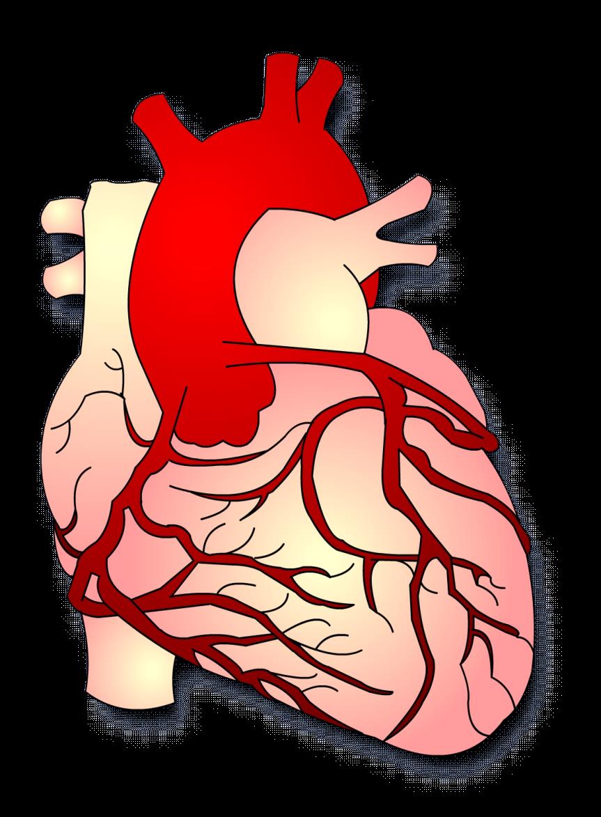 Sepelvaltimot Aorta Vasen päärunko