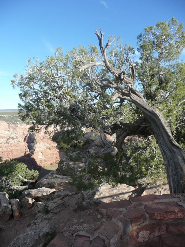 6. päivä: 22.9.2015 Grand Canyon - Canyon De Chelly Kayenta n. 500 km Aamiainen hotellilla Ajamme Grand Canyonin eteläreunaa pitkin Navajo-maahan.
