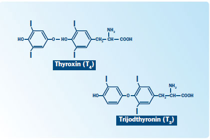 Tyroksiini C15H11I4NO4 Kilpirauhasesta - Edistää soluhengitystä, - Inaktiivinen hormoni, muuttuu monissa kudoksissa trijodityroniiniksi (tähän tarvitaan seleeniä) - Valmistukseen tarvitaan jodia ja