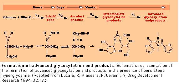 Kuvan lähde: www.uptodate.org UpToDate AGEs B -HbA1c on tällä hetkellä paras yksittäinen koe glukoositasapainon määrittämiseksi diabeetikoilla.