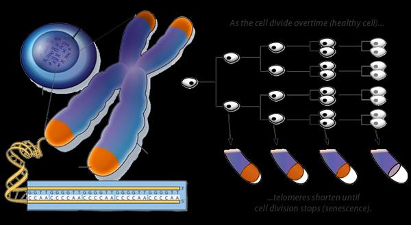 Telomeerien