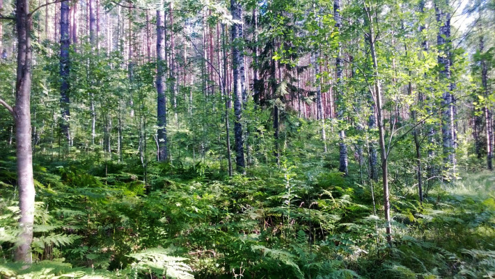 Rinteen alla pilvet heijastuvat vedestä. Suositus.