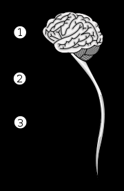 KESKUSHERMOSTO 1. Aivot: ylipäällikkö 2. Aivorunko: yhdistää aivot selkäytimeen 3.