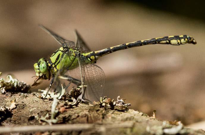 Esimerkkejä hyvistä käytännöistä, biologiset muuttujat Velvoitetarkkailuissa käytetään tarpeen mukaan muitakin biologisia indikaattoreita kuin kalat,