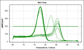 Sulamiskäyrä-analyysi SYBR greenillä Tm vaihtelee sen mukaan miten pitkä PCR tuote on, tai missä suhteessa eri nukleotideja siihen on sitoutunut A-T sidoksen sulaminen vaatii matalampaa lämpötilaa
