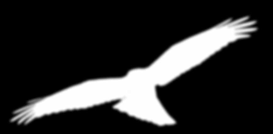 6 7 Kuva: Tomi Muukkonen Sinisuohaukka pesii suoalueilla, rannikon niityillä ja hakkuuaukeilla. Laji on taantunut viime vuosikymmeninä. Pesiviä pareja on arviolta alle 2 000.