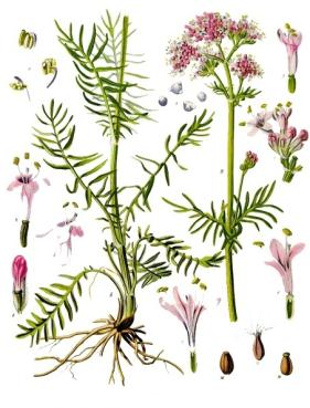 Yrtit Yrtit (Laki 99/1931) Lääkevaikutteiden WHO: bioaktiivisia ainesosia Aromaterapeuttiset Aromaattisia öljyjä 296 eri
