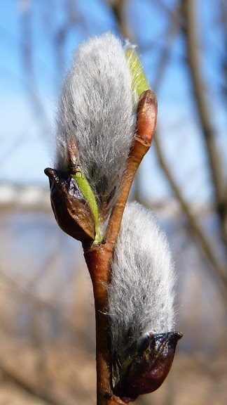 ILMOITUKSET PAULIINA JUNTUNEN Psykologi, kognitiivinen psykoterapeutti (YET, VET-koulutuksessa) Kela-kelpoisuus Syömishäiriöiden psykoterapia yli 10 vuoden kokemuksella (mm.