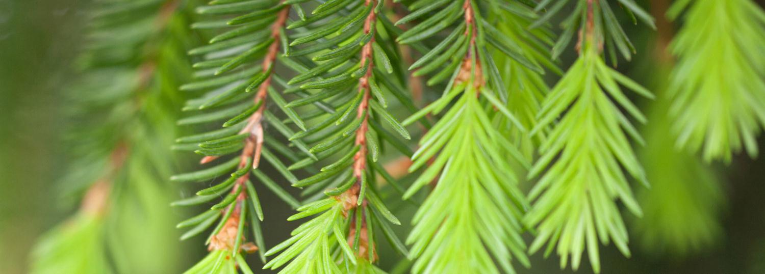 Aiheeseen liittyviä julkaisuja www.biosaimaa.