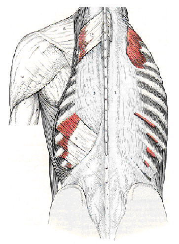 14 Thorakolumbaarisella fascialla (kuva 5) on tärkeä rooli lannerangan stabiloimisessa.