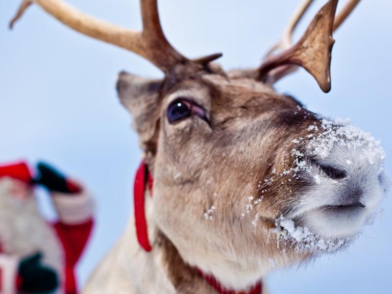 Uusi tilastopalvelu Rudolf NÄMÄ JA MUUT